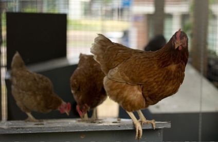 21 05 11 - Return of the Chickens