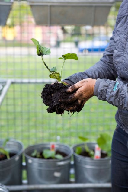 27 04 11 - Plantdag
